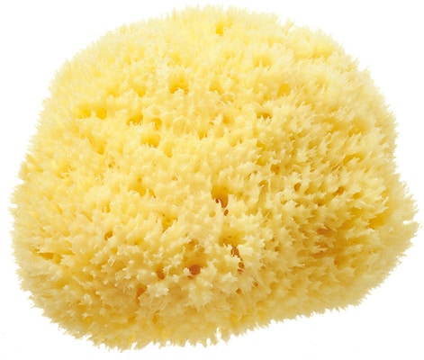 Hydrea London Honeycomb Mediterranean Sponge 5.5w