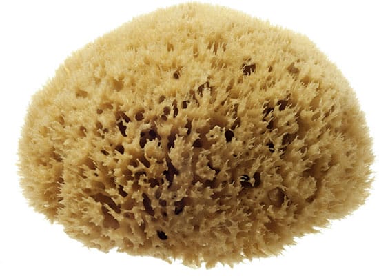 Hydrea London Honeycomb Mediterranean Sponge Hydrea London Honeycomb Mediterranean Sponge