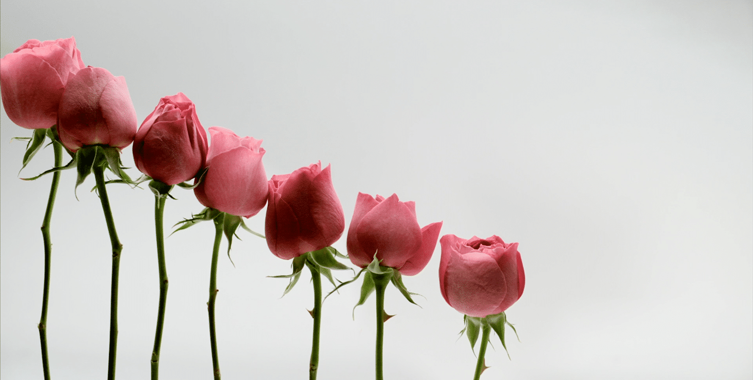 NEW by Issey Miyake Rose & Rose, Wood & Wood