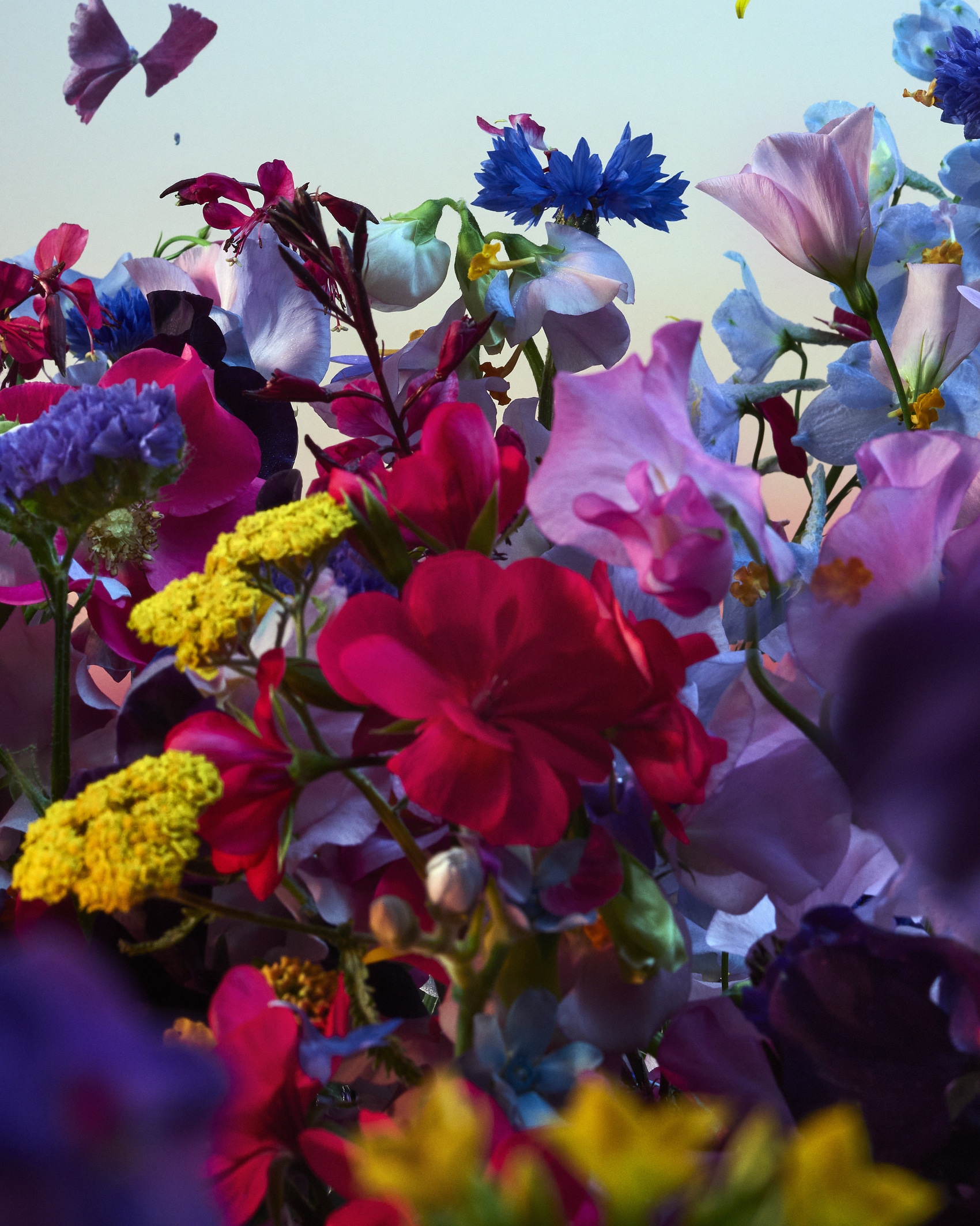 Fragrance Guerlain Absolu Allegoria Florabloom Guerlain Absolu Allegoria Florabloom Fragrance